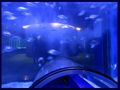 L'Oceanogràfic Oceanarium 012